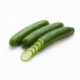 Ogórek zielony kg