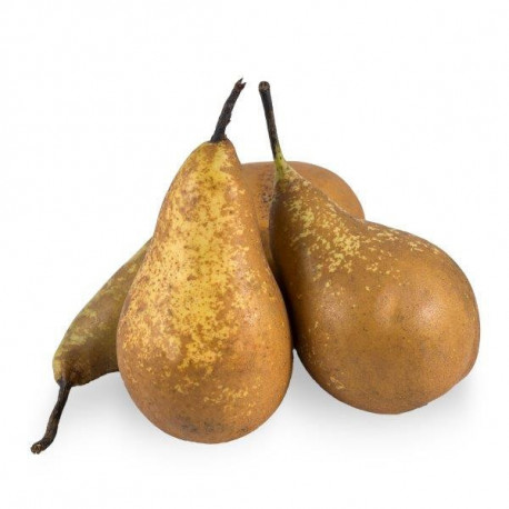 Gruszka kg