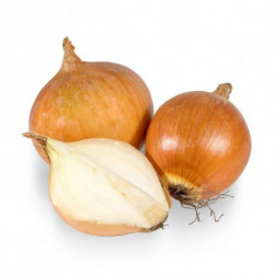 Cebula kg