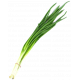 Szczypior szt
