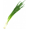 Szczypior szt